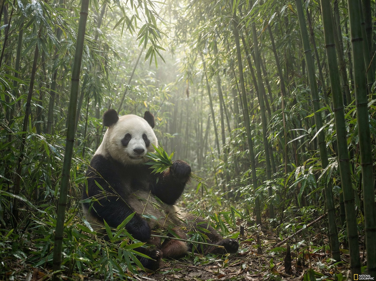 茄子视频熊猫视频